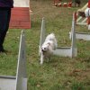 foire-haricots 2011-09-17et18